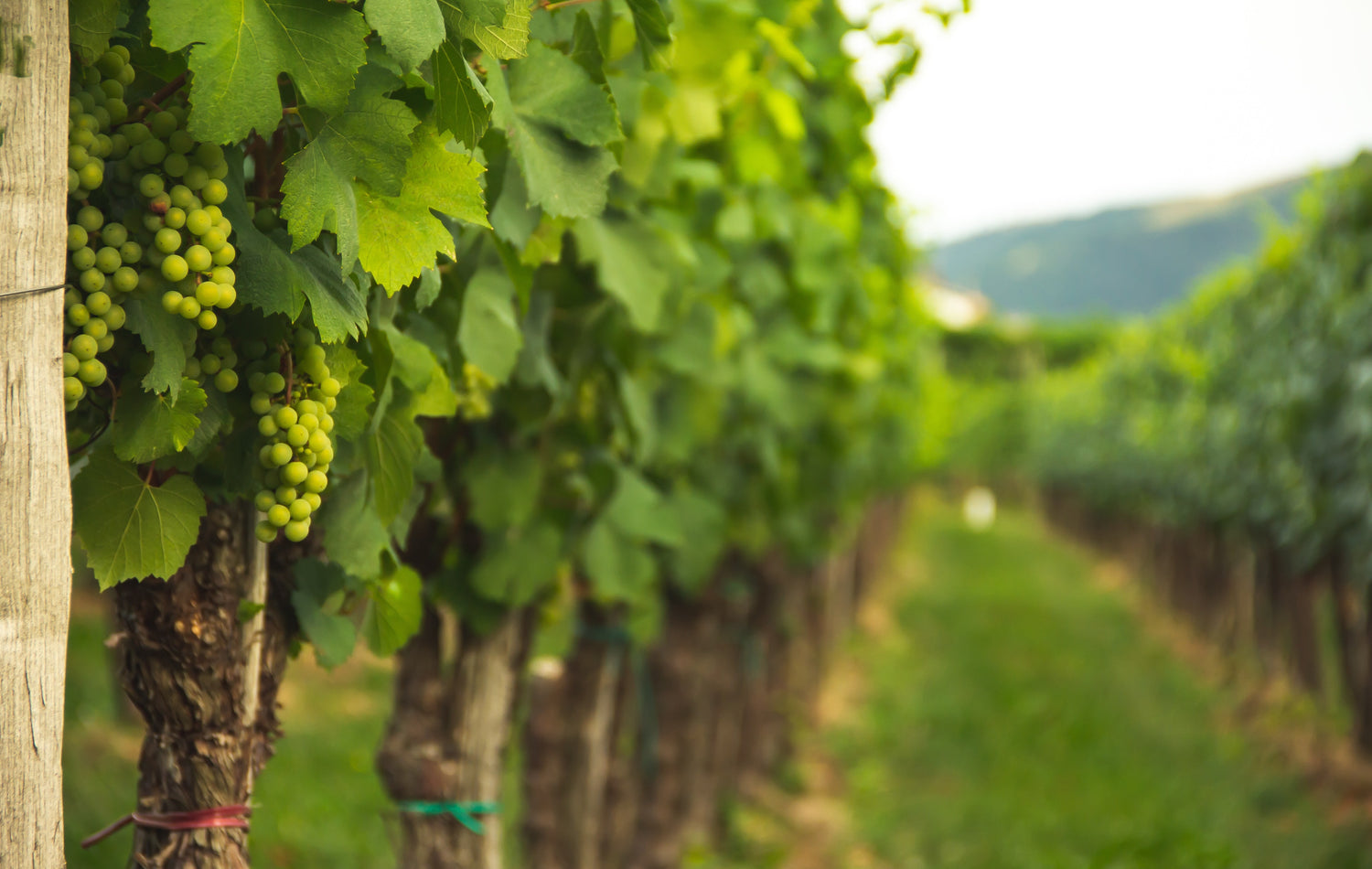 Grapes growing in the Martinborough region of New Zealand.