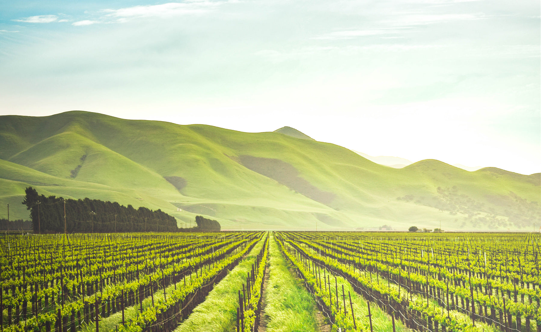 The mystical Martinborough region of New Zealand famous for it's wine, green rolling hills are abundant and the land vast.